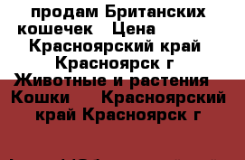 продам Британских кошечек › Цена ­ 2 500 - Красноярский край, Красноярск г. Животные и растения » Кошки   . Красноярский край,Красноярск г.